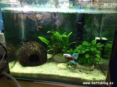 El acuario para el pez Betta .